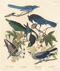 Gelbschnabel-Elster, Stellers Häher, Ultramarin-Häher und Clarks Krähe, 1837